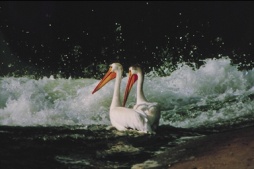 American White pelicans at the Weir - Photo Credit: Tourism Saskatoon